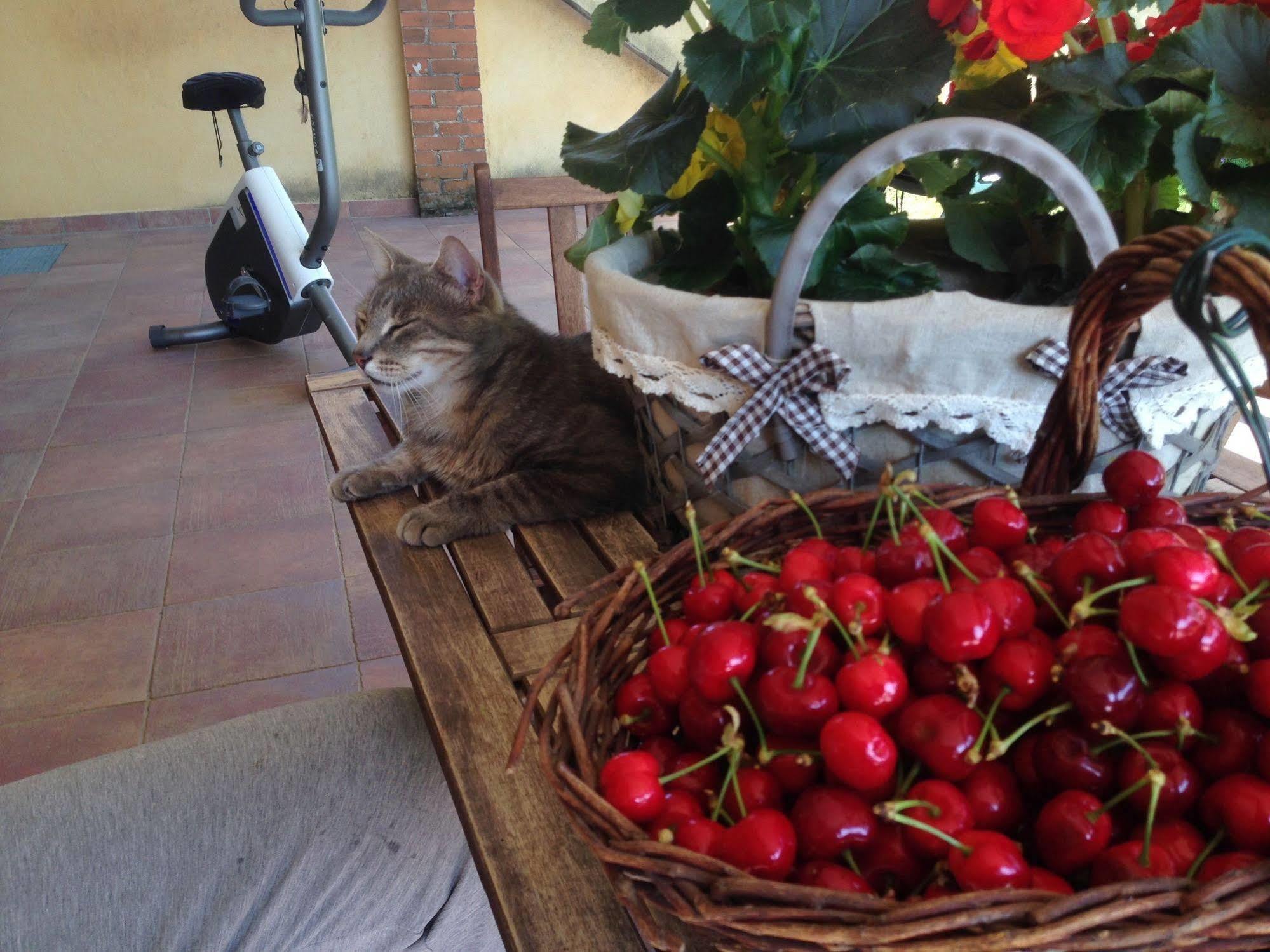 Quattro Gatti Bed and Breakfast Airasca Buitenkant foto
